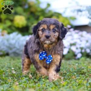 Buddy, Cavapoo Puppy